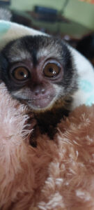 Exotic Animal Experience