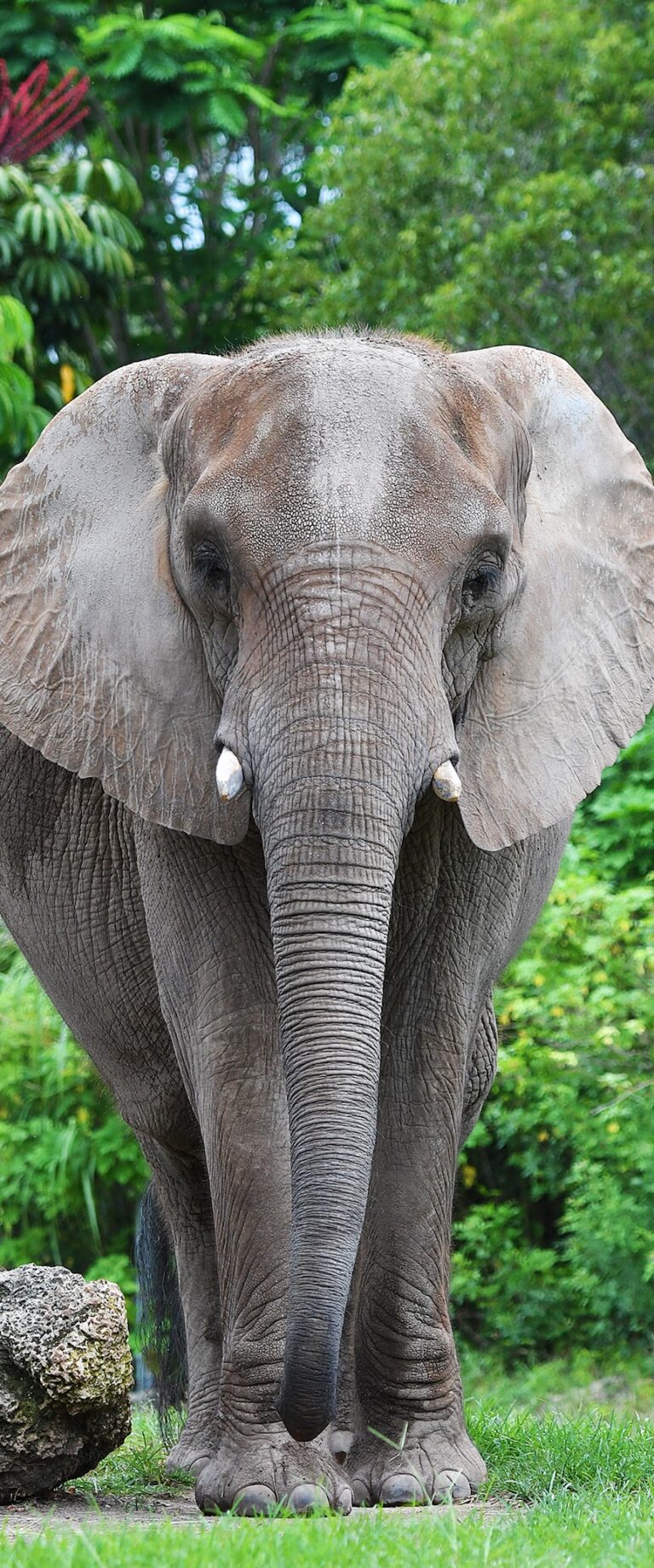 Zoo Miami gallery image Zoos & Aquariums