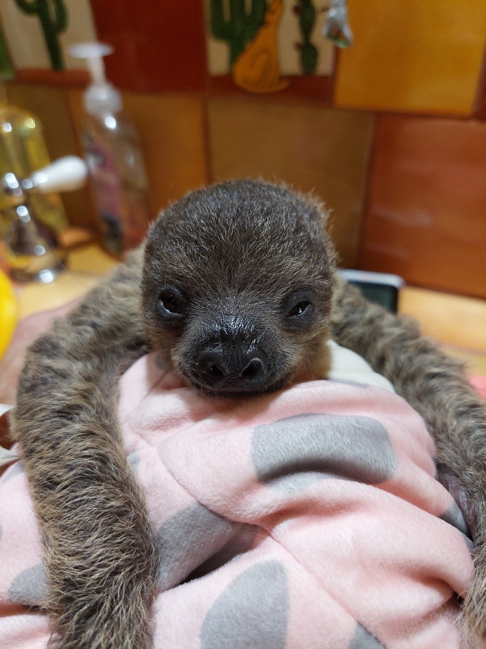 Exotic Animal Experience