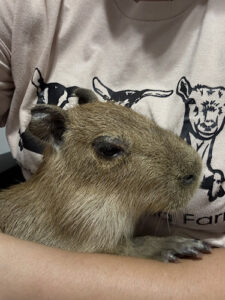 Bambi's mini petting farm