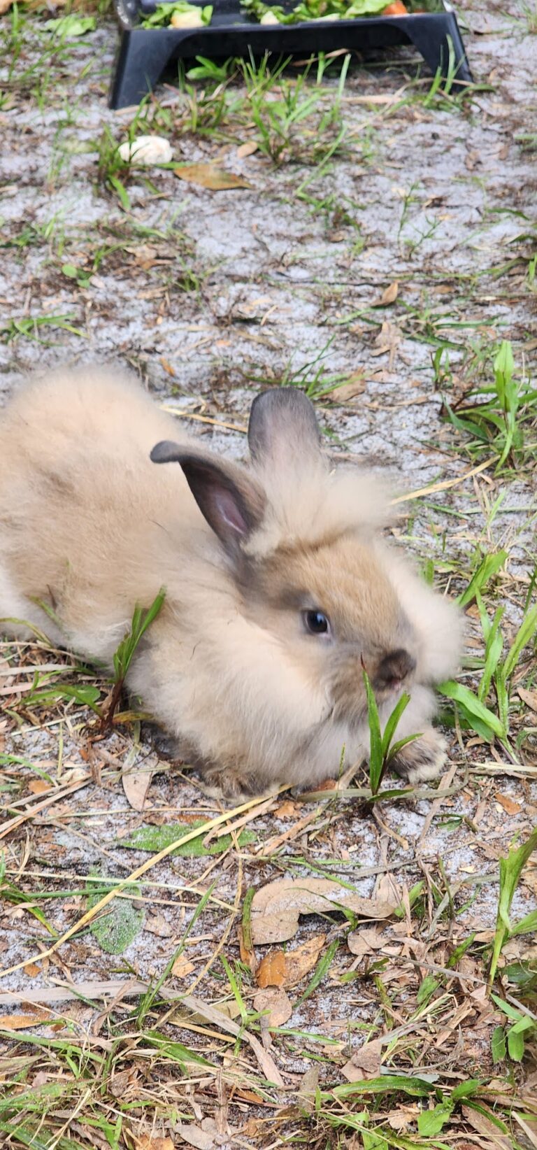  Mobile Petting Zoo gallery image Farms & Petting Zoos