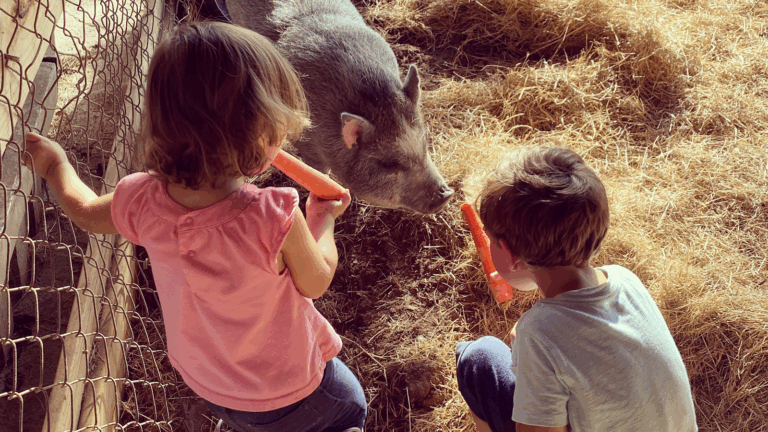 The Little Farm gallery image Farms & Petting Zoos