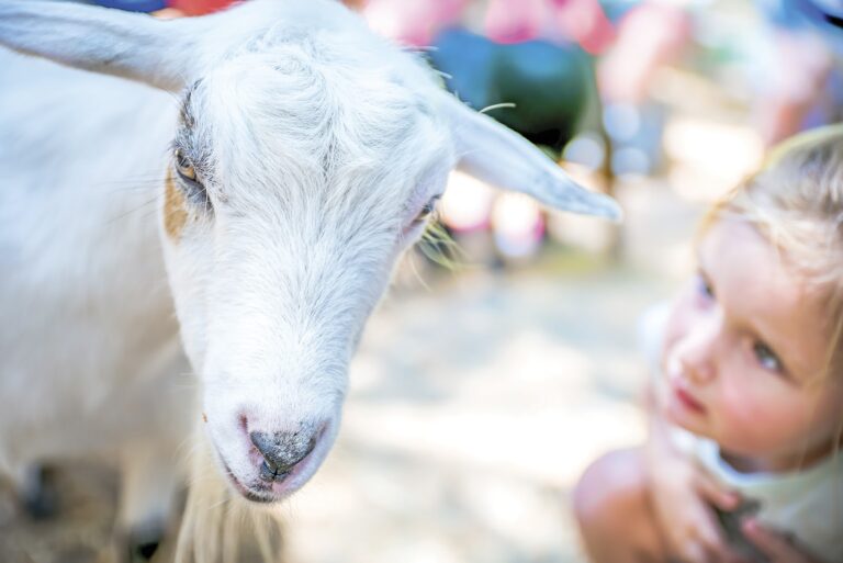 Green Meadows Petting Farm gallery image Farms & Petting Zoos