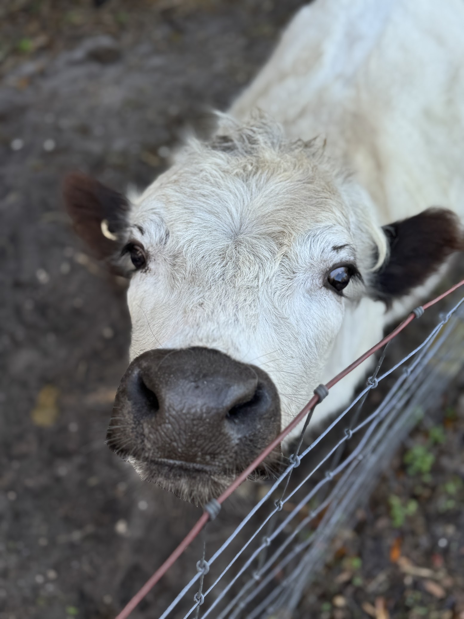 Bambi's mini petting farm