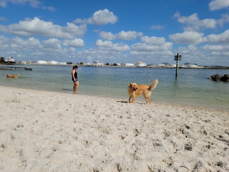 Davis Island Dog Beach gallery image Beaches & Pools