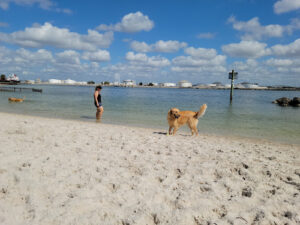 Davis Island Dog Beach