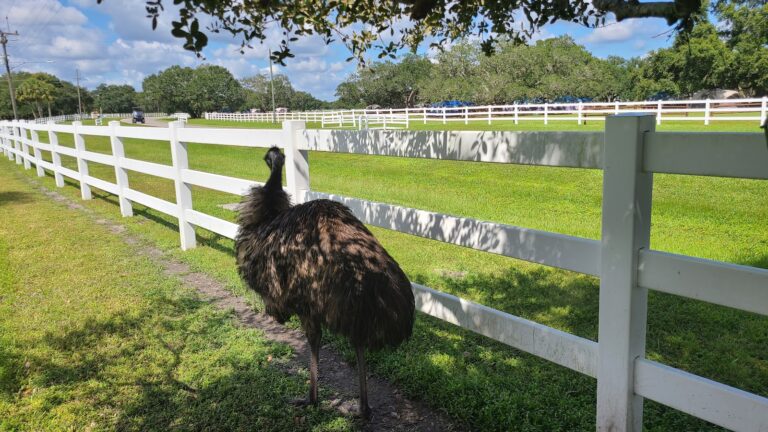 River Ranch Petting Farm gallery image Farms & Petting Zoos