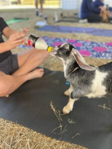 Wildflower Farm Orlando