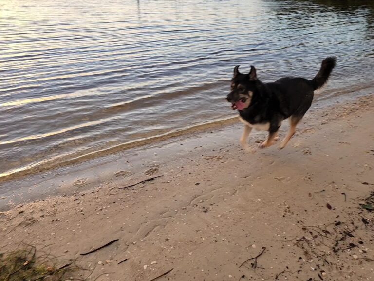 Davis Island Dog Beach