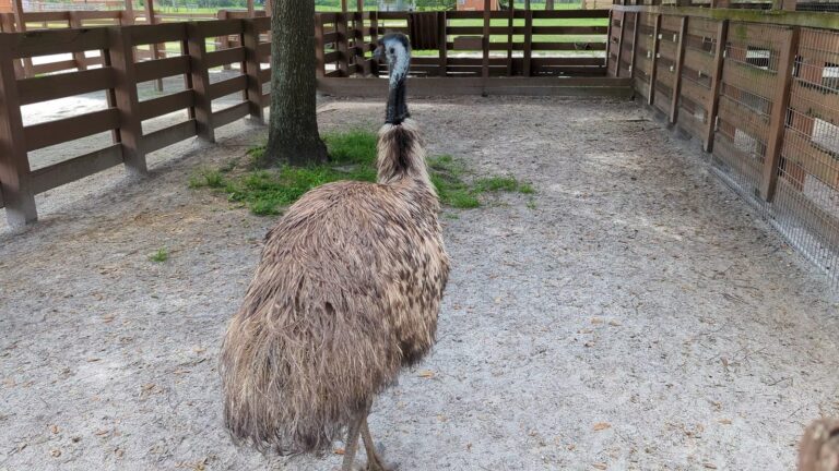 River Ranch Petting Farm