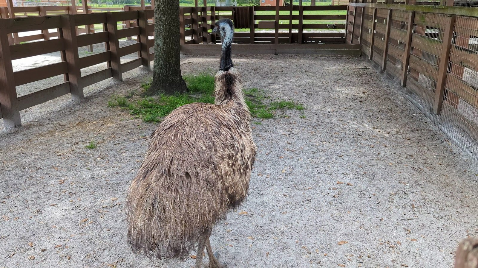 River Ranch Petting Farm