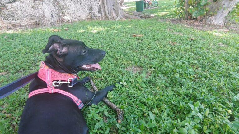 Alice Wainwright Park